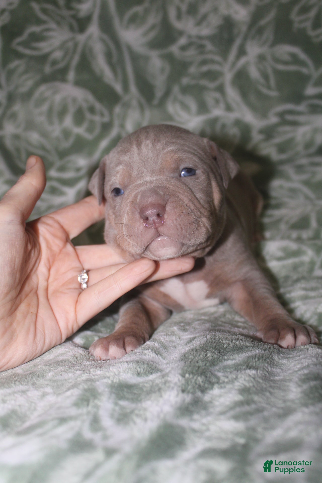 American Bully dogs Lykin - Ad 26