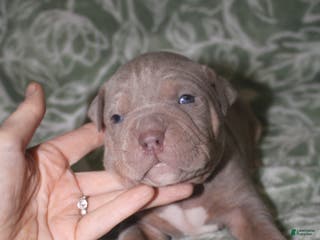 American Bully dogs Lykin - Ad 42