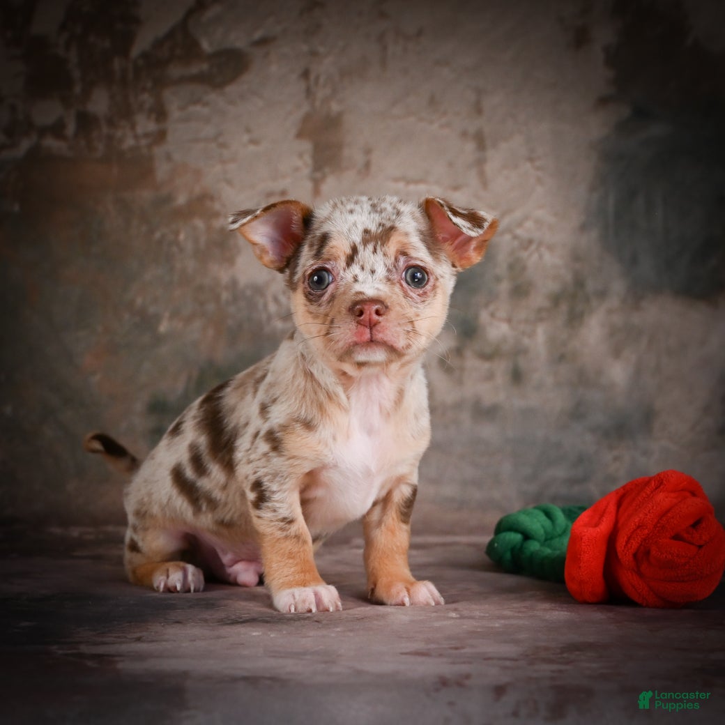 Chihuahua dogs for sale: Cash - Ad 8