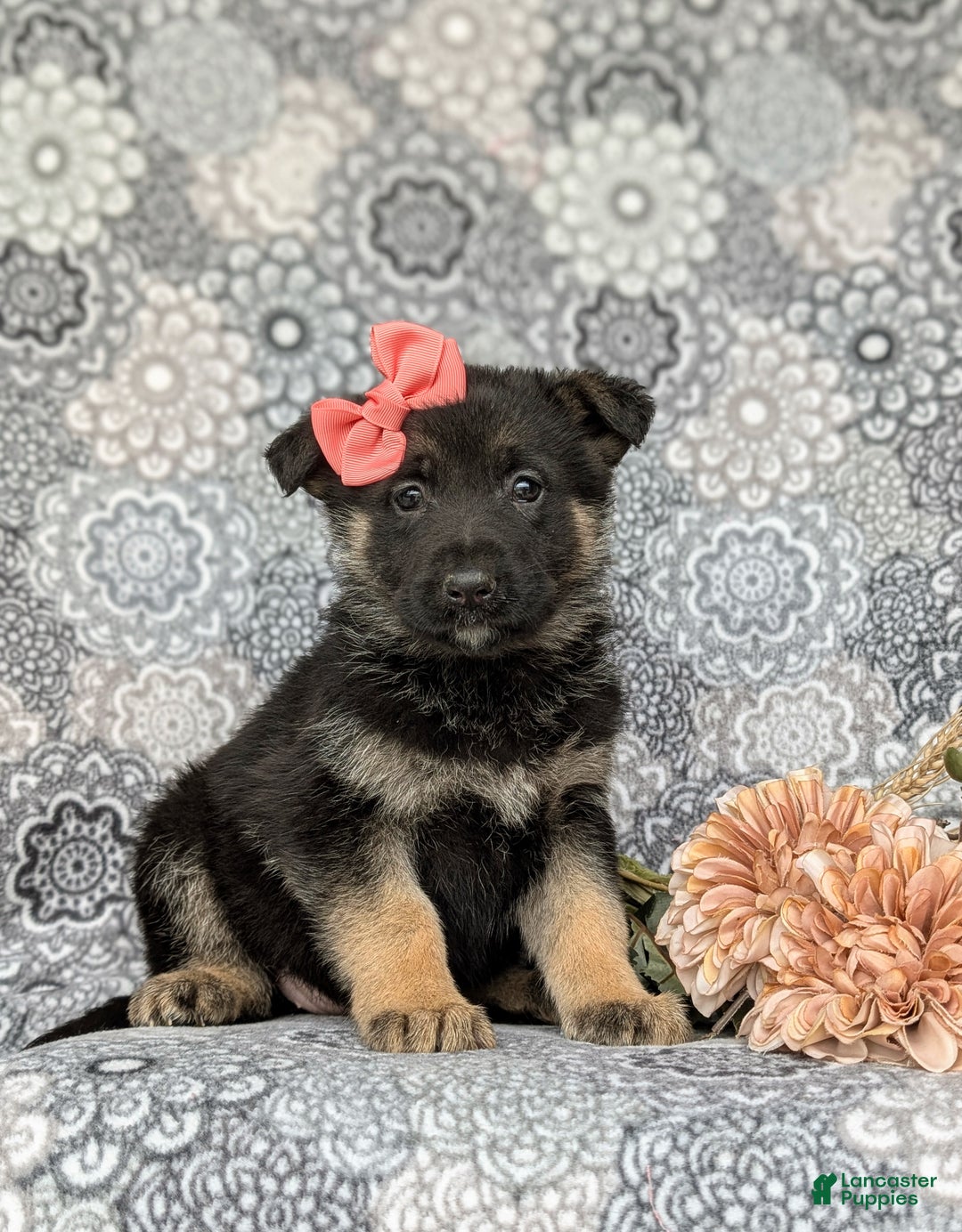 Mixed Breed dogs for sale: Dixie - Ad 3