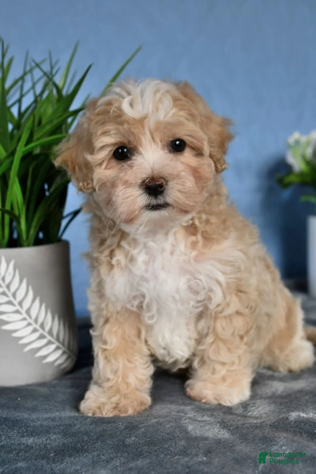 Gallery Image {{count}}