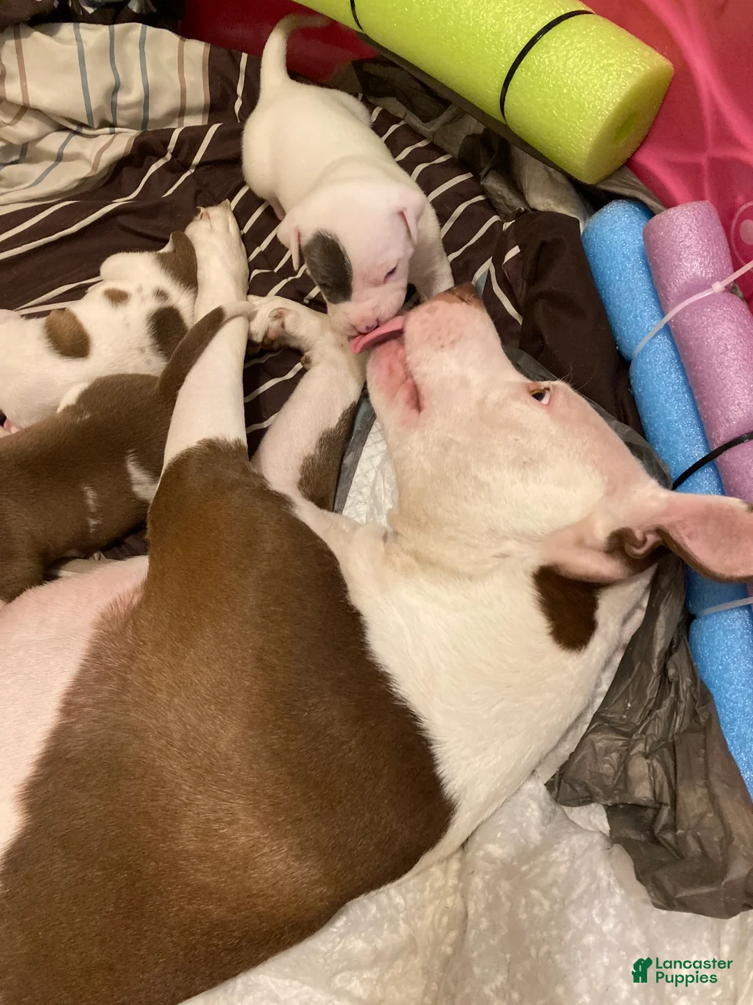 Mixed Breed dogs for sale: Glenn - Ad 4
