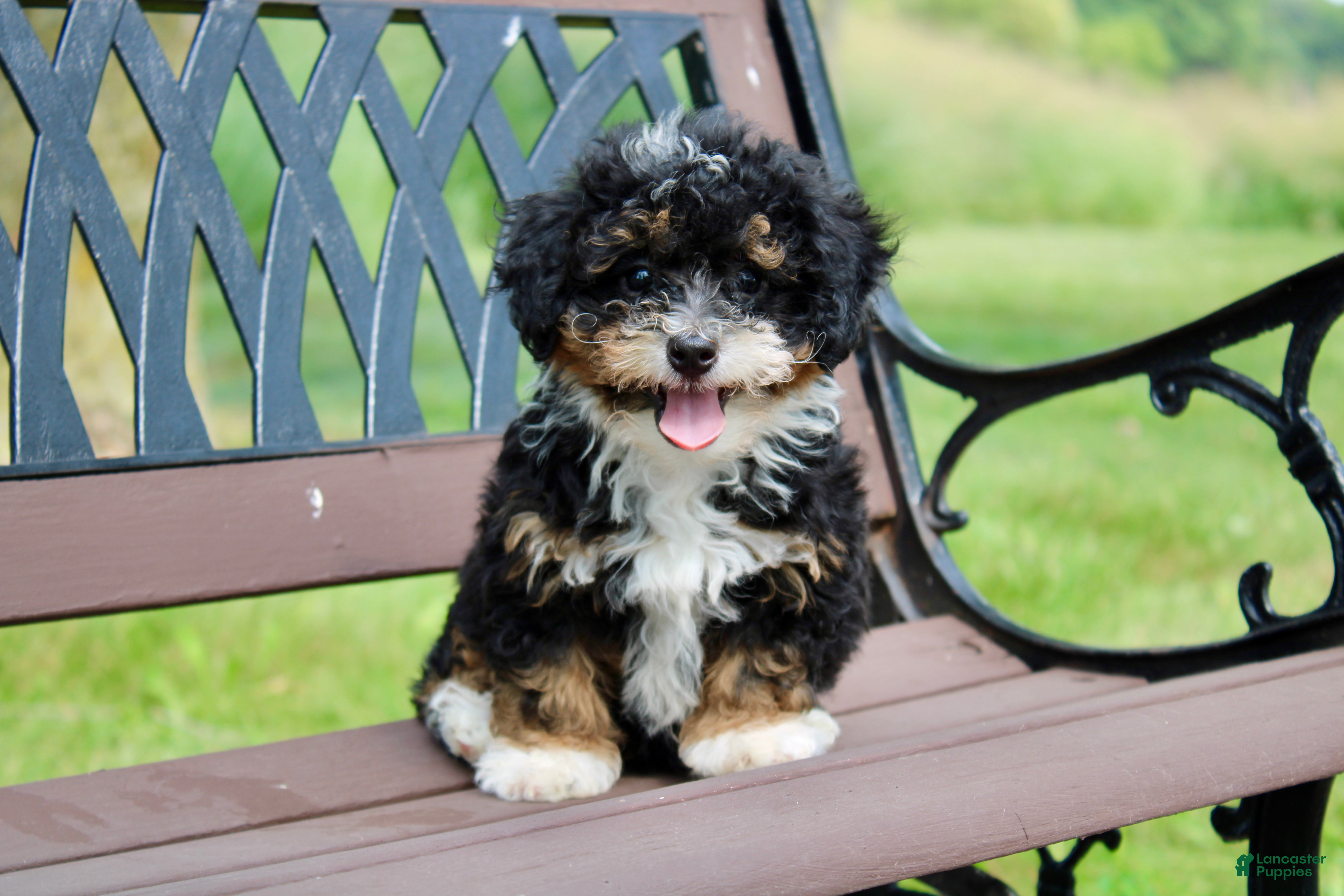 Mini Bernedoodle dogs Sadie  - Ad 1