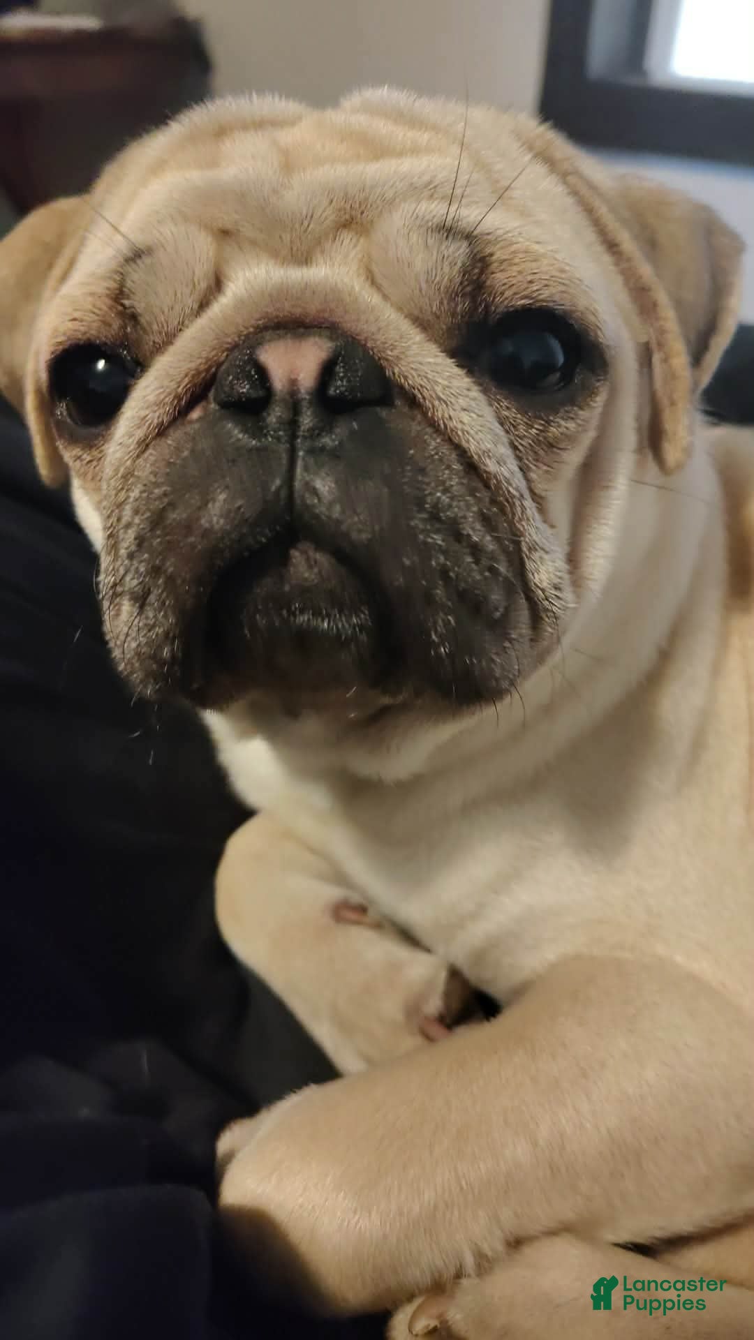Roo