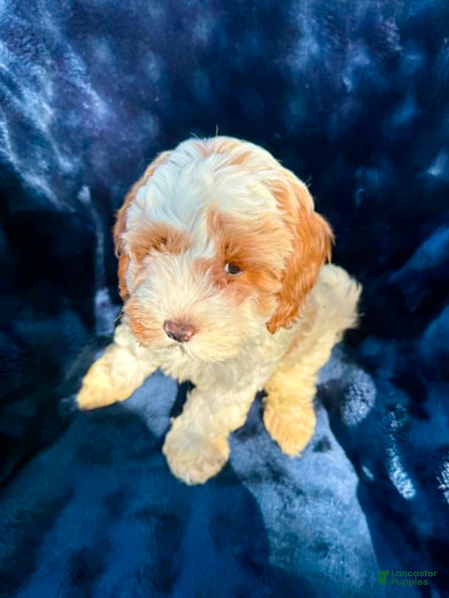 Cockapoo dogs Princess - Ad 2