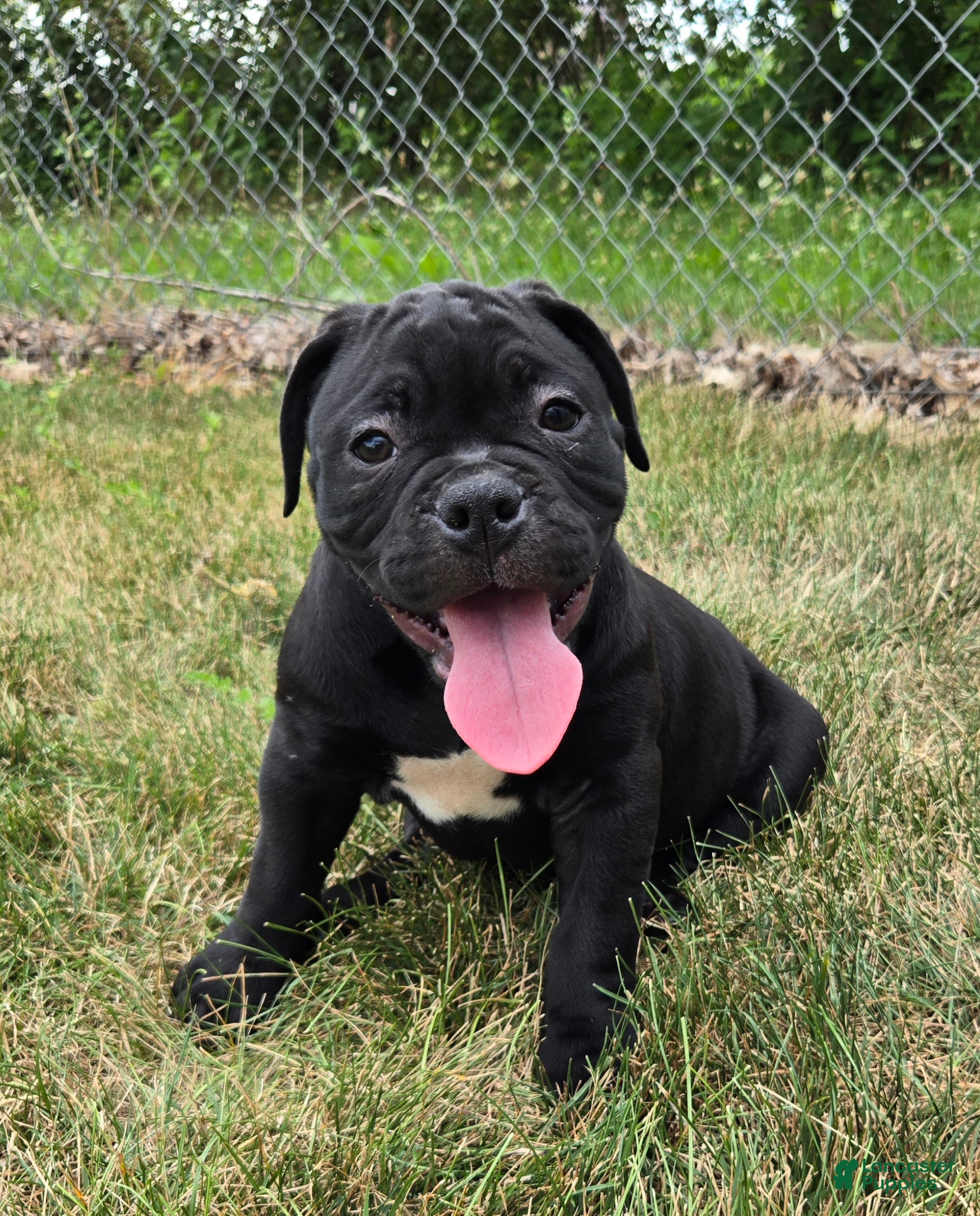 Olde English Bulldogge dogs Woody - Ad 2