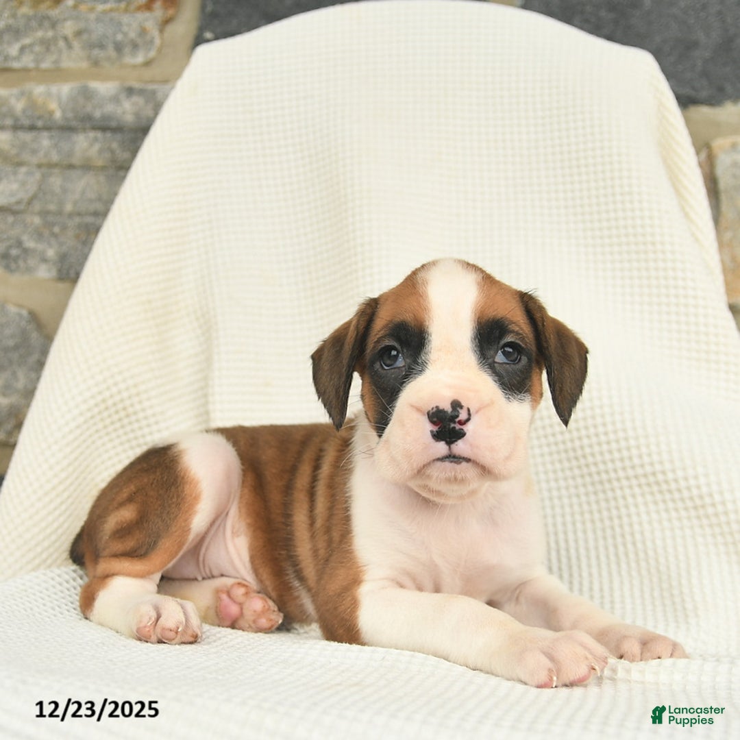 Boxer dogs for sale: Winter  - Ad 4