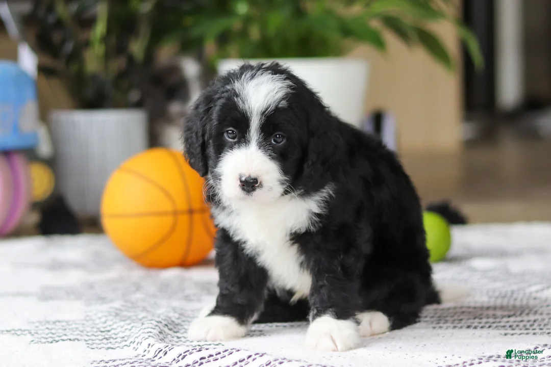 Bernedoodle dogs for sale: Jaxon - Ad 2
