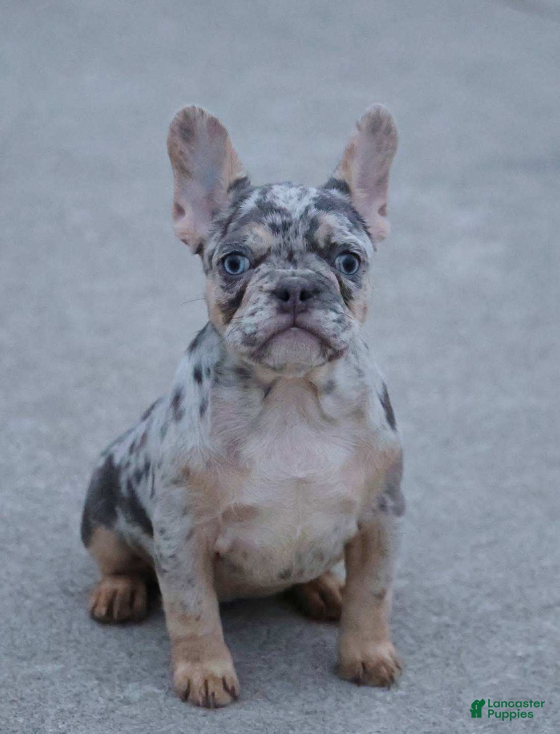 French Bulldog dogs Twilight - Ad 2