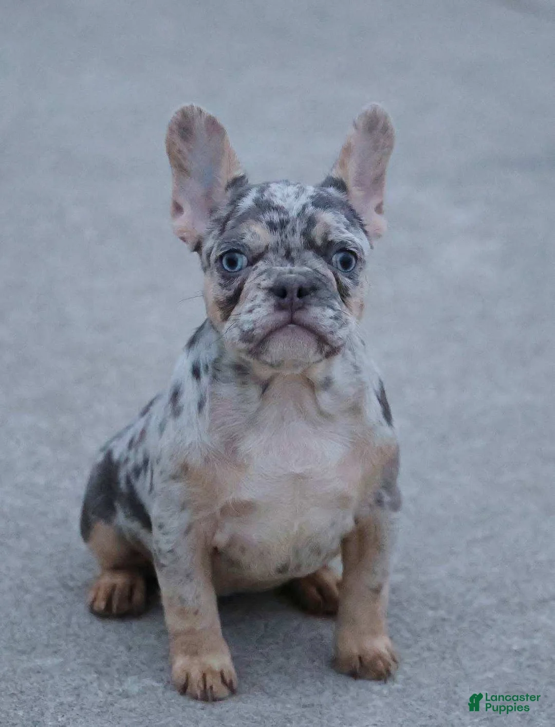 French Bulldog dogs for sale: Twilight - Ad 2