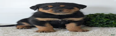 Rufus