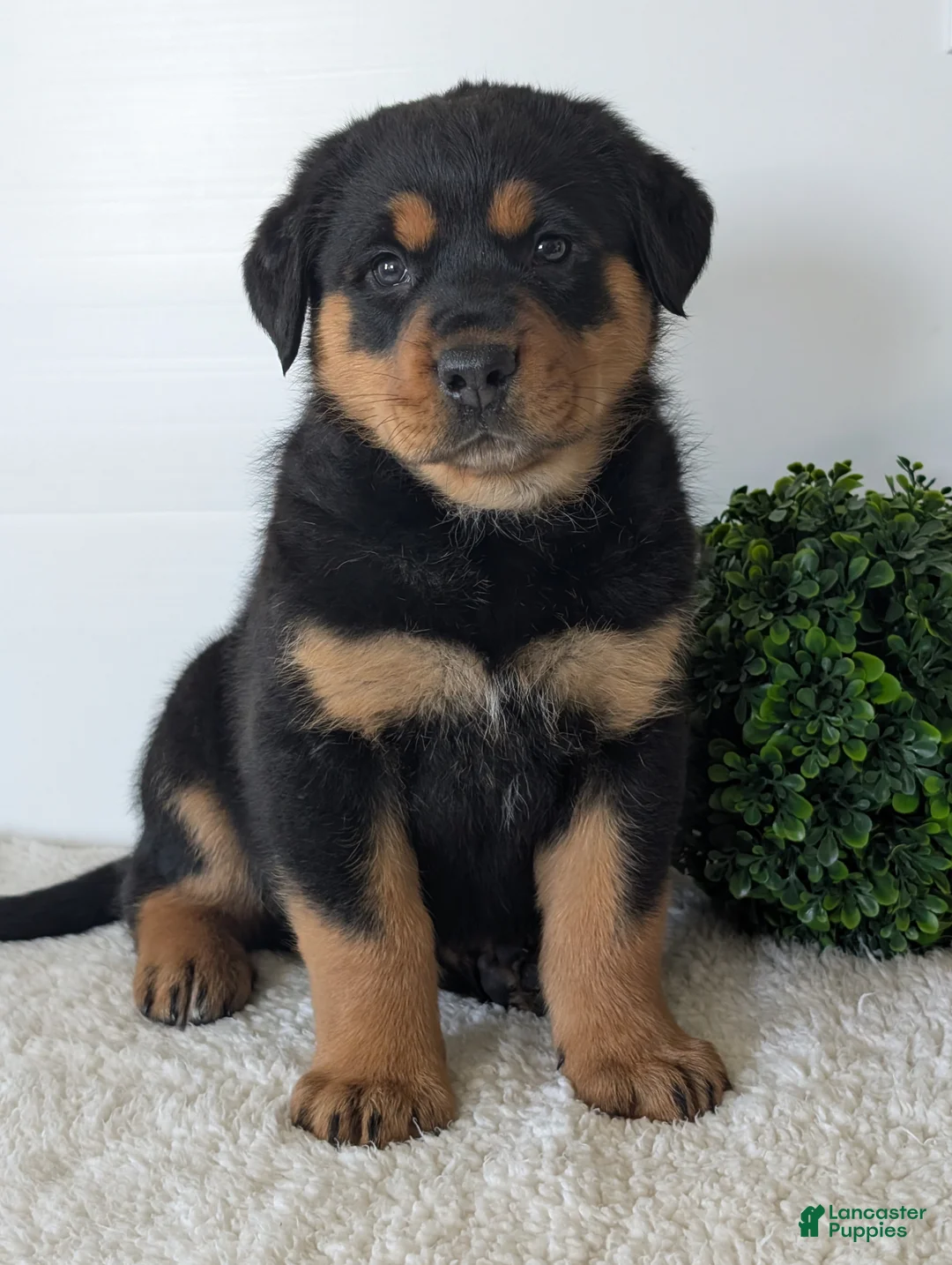 Mixed Breed dogs for sale: Rufus - Ad 1