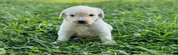 Goldendoodle dogs for sale: Goldendoodle 5 - Ad 3