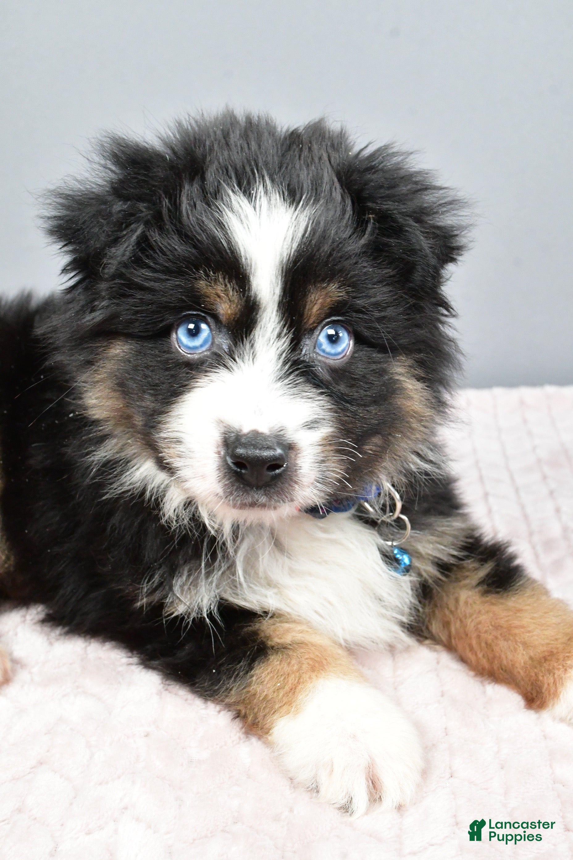 Miniature Australian Shepherd dogs Rocket - Ad 2