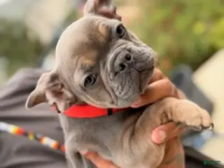 French Bulldog dogs for sale: Tyrone - Ad 2