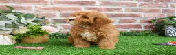 Cavapoo dogs for sale: Cici - Ad 13