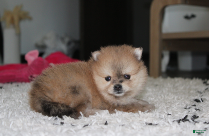 Pomeranian dogs Honey  - Ad 1