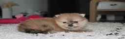 Pomeranian dogs for sale: Honey  - Ad 1