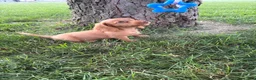 Miniature Dachshund dogs for sale: Toby - Ad 2