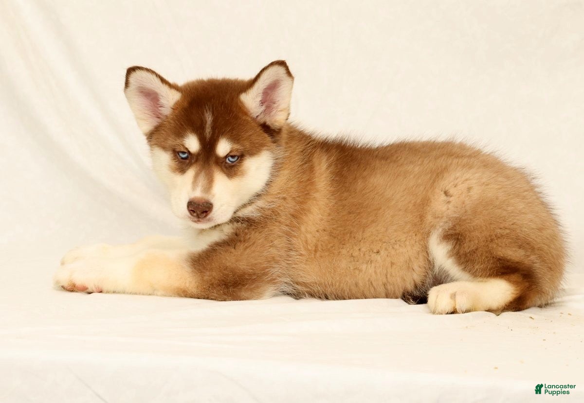Gerberian Shepsky dogs Theo - Ad 2