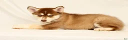 Gerberian Shepsky dogs for sale: Theo - Ad 2