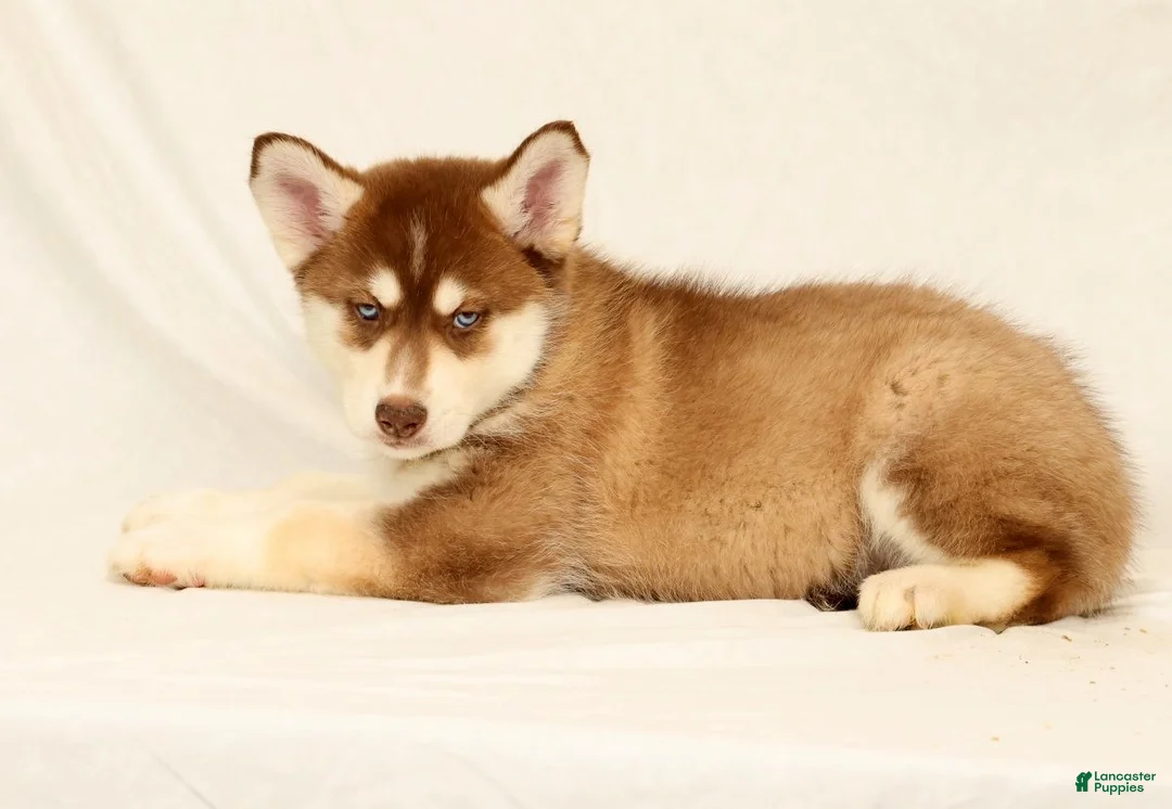 Gerberian Shepsky dogs for sale: Theo - Ad 2