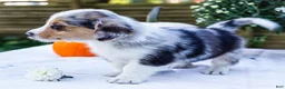 Mixed Breed dogs for sale: Rocky - Ad 7