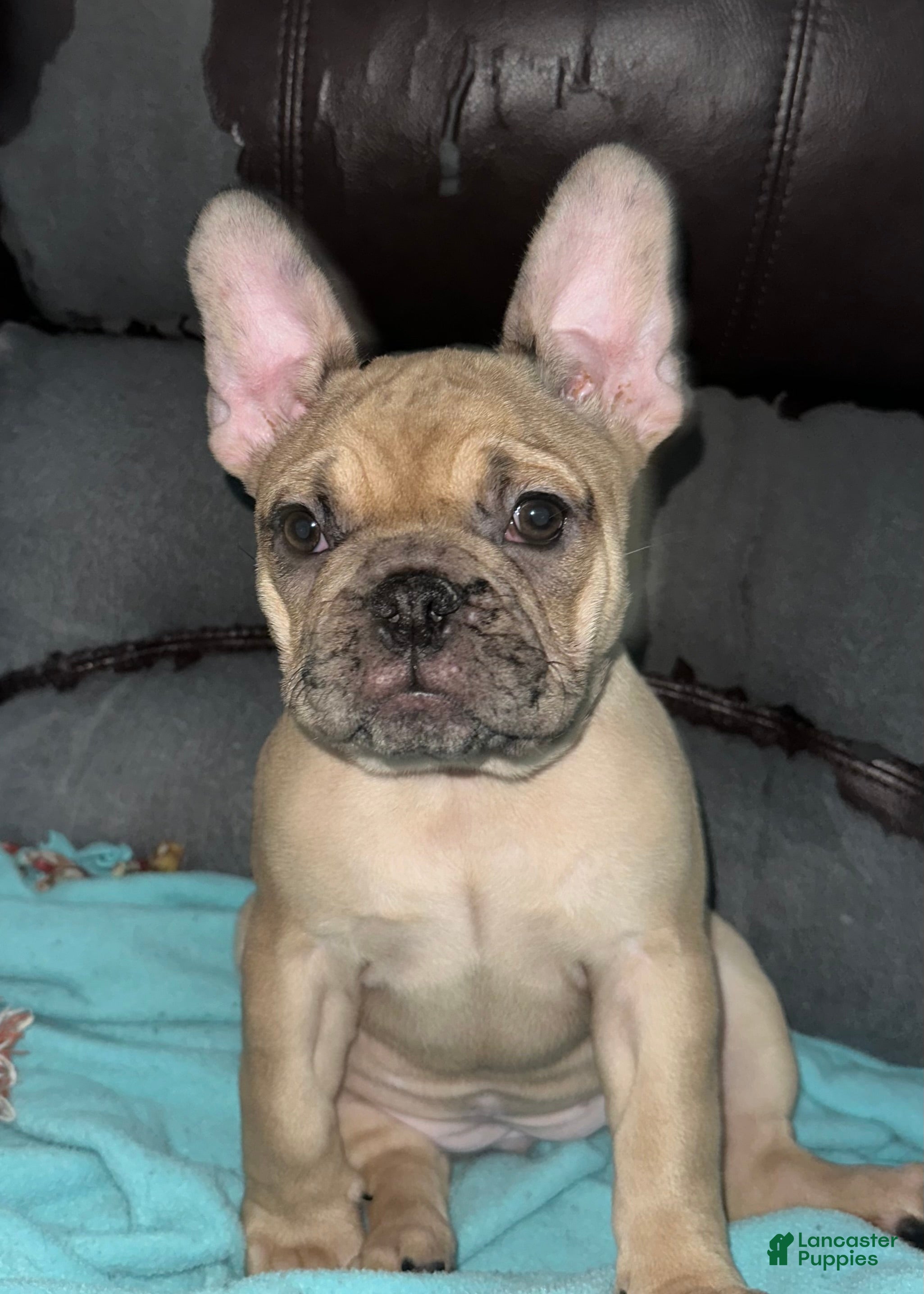 French Bulldog dogs Tiny - Ad 38