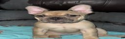 French Bulldog dogs for sale: Tiny - Ad 1