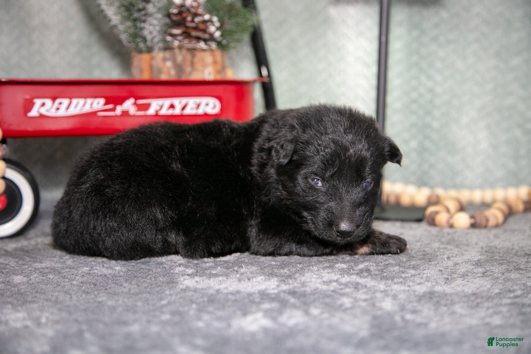 German Shepherd dogs for sale: Lauren - Ad 3