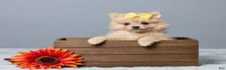 Pomeranian dogs for sale: Theresa - Ad 1