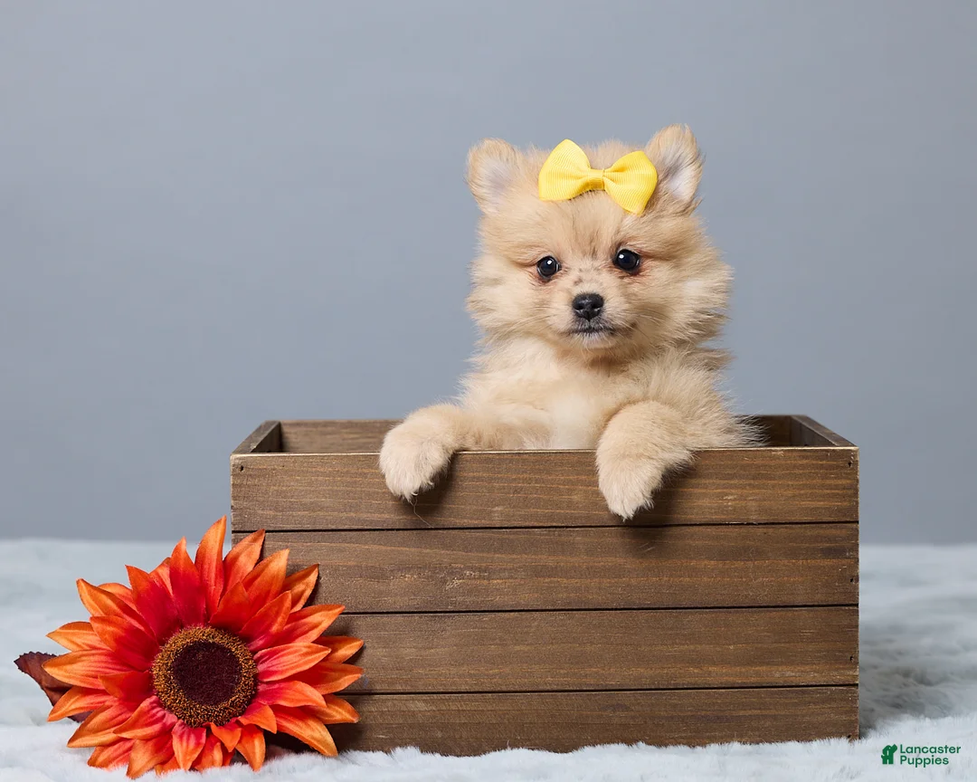 Pomeranian dogs for sale: Theresa - Ad 1