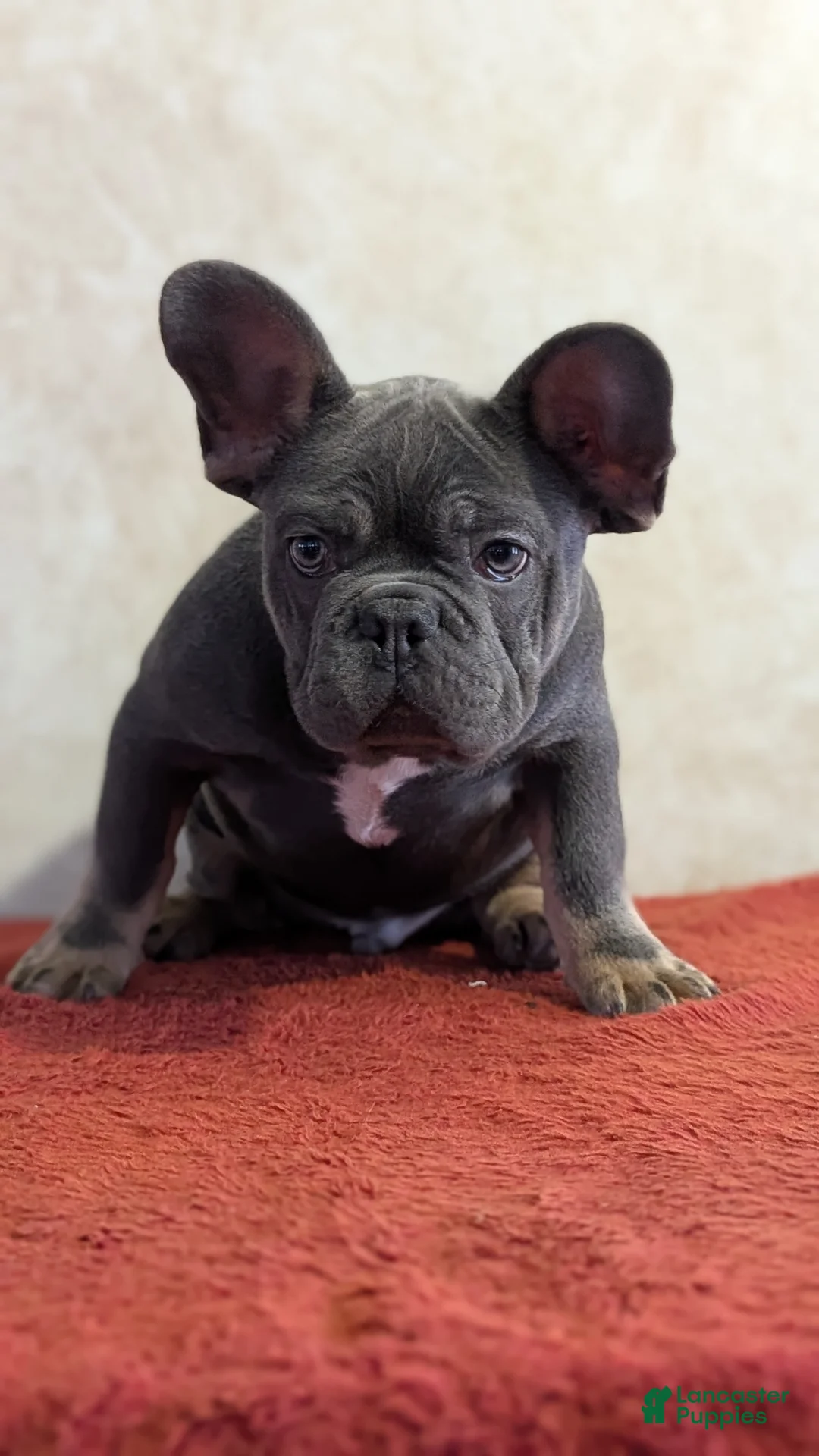 French Bulldog dogs for sale: Kai - Ad 4
