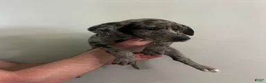 Puppy 1