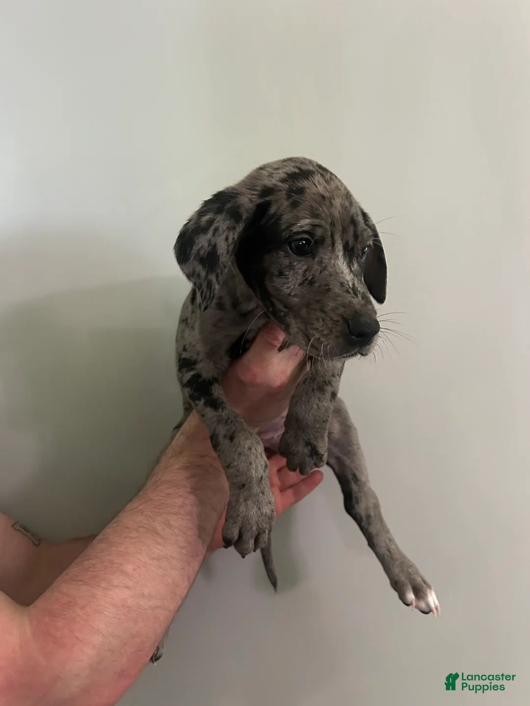 Mixed Breed dogs for sale: Puppy 1 - Ad 1