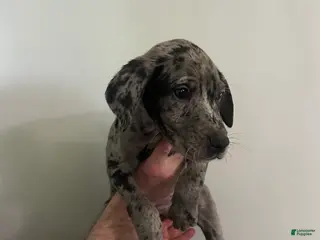 Mixed Breed dogs Puppy 1 - Ad 40