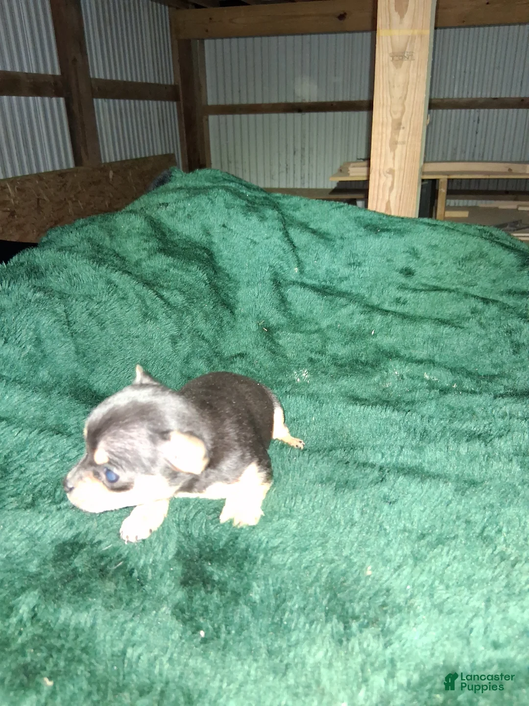 Chihuahua dogs for sale: Chihuahua Puppy 2 - Ad 3