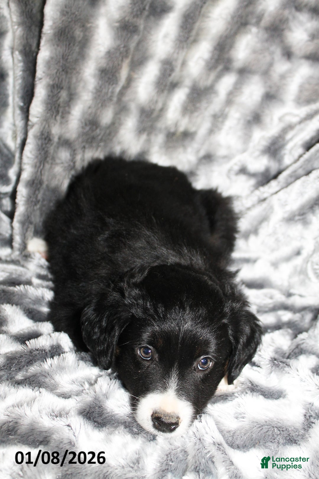 Miniature Australian Shepherd dogs for sale: Buster - Ad 3