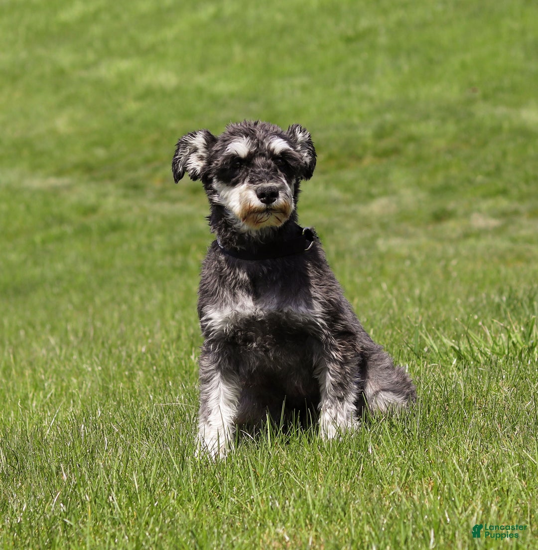 Miniature Schnauzer dogs for sale: Brianna - Ad 7