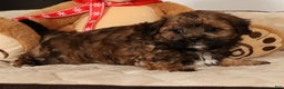 Shihpoo dogs for sale: Bear - Ad 8