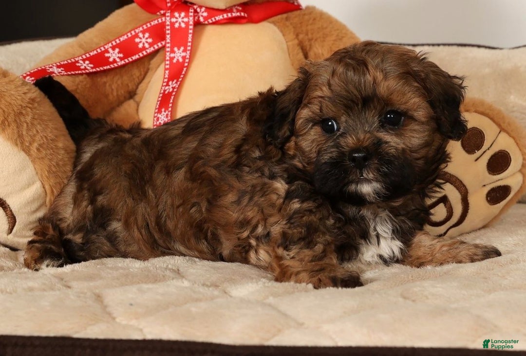 Shihpoo dogs for sale: Bear - Ad 8