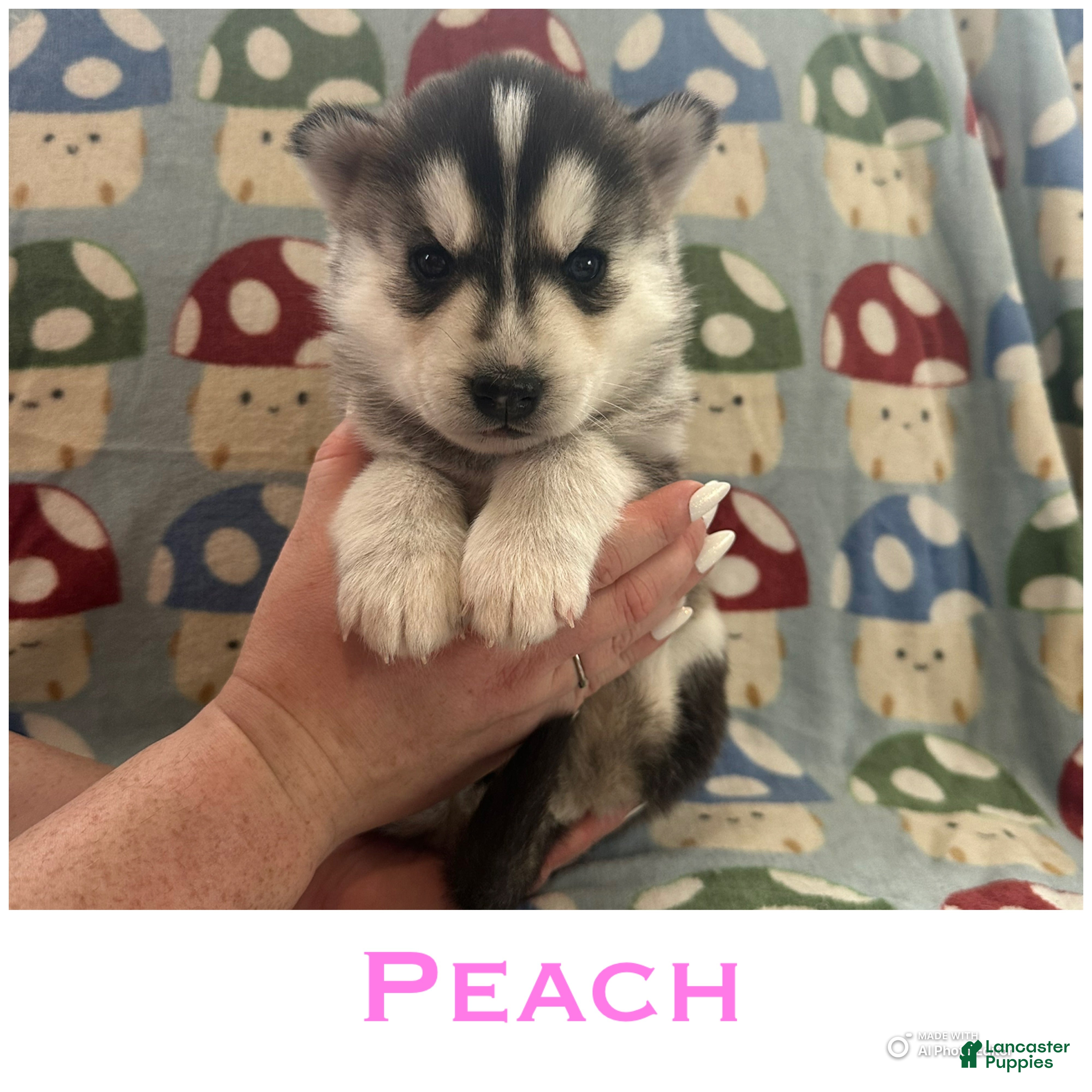 Siberian Husky dogs Peach - Ad 23