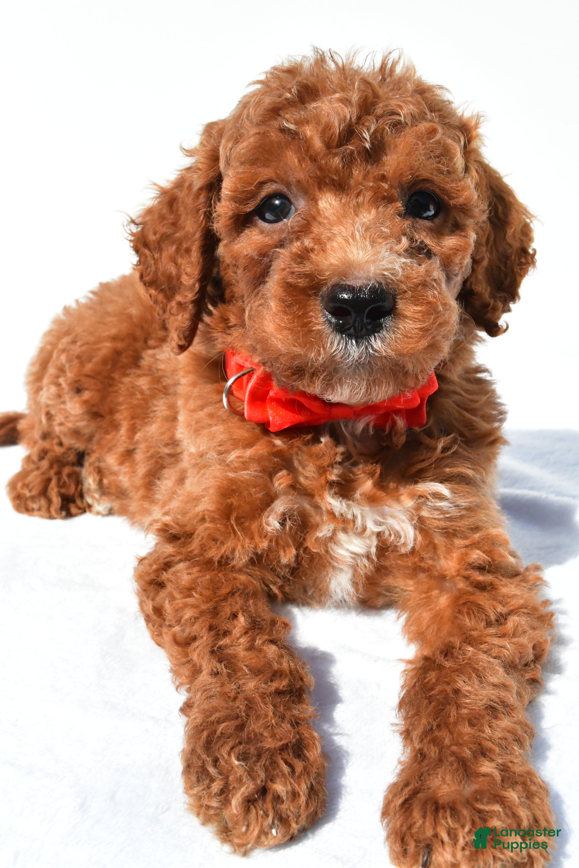 Standard Poodle dogs Alexander - Ad 2