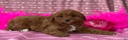 Cavapoo dogs for sale: Dulcie  - Ad 10