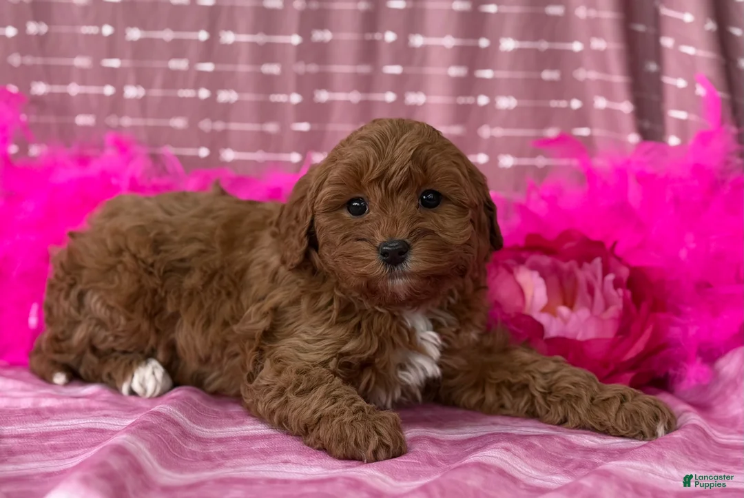 Cavapoo dogs for sale: Dulcie  - Ad 10
