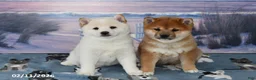 Shiba Inu dogs for sale: Billy Jo - Ad 5
