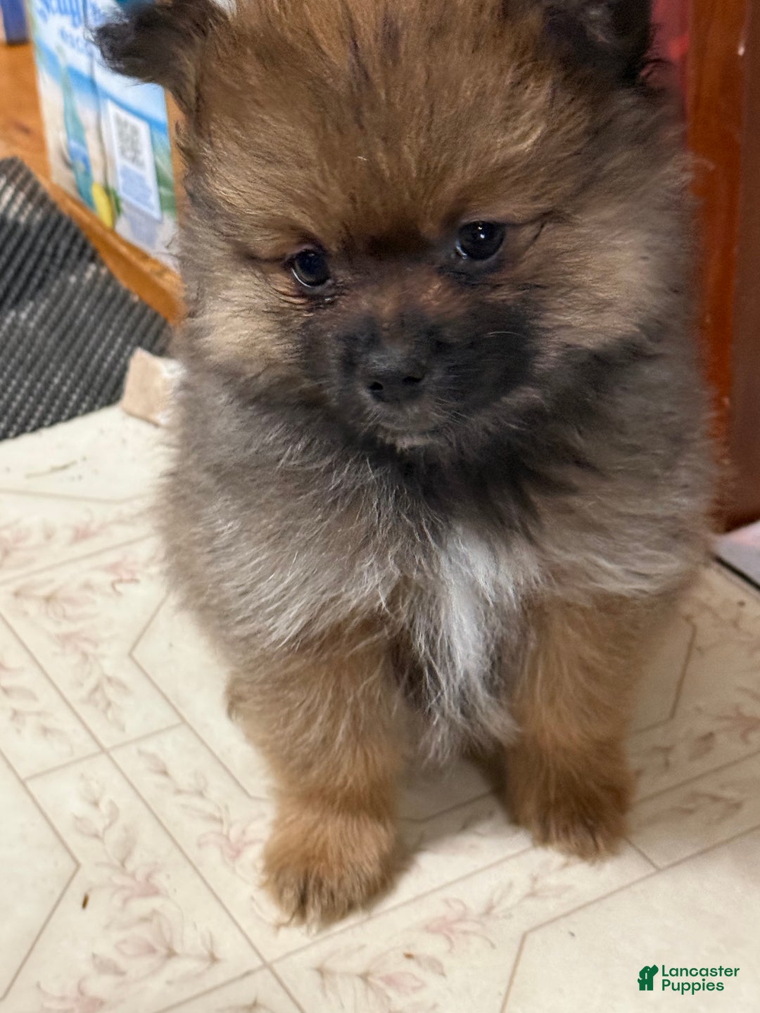 Pomeranian dogs for sale: Rowdy - Ad 6