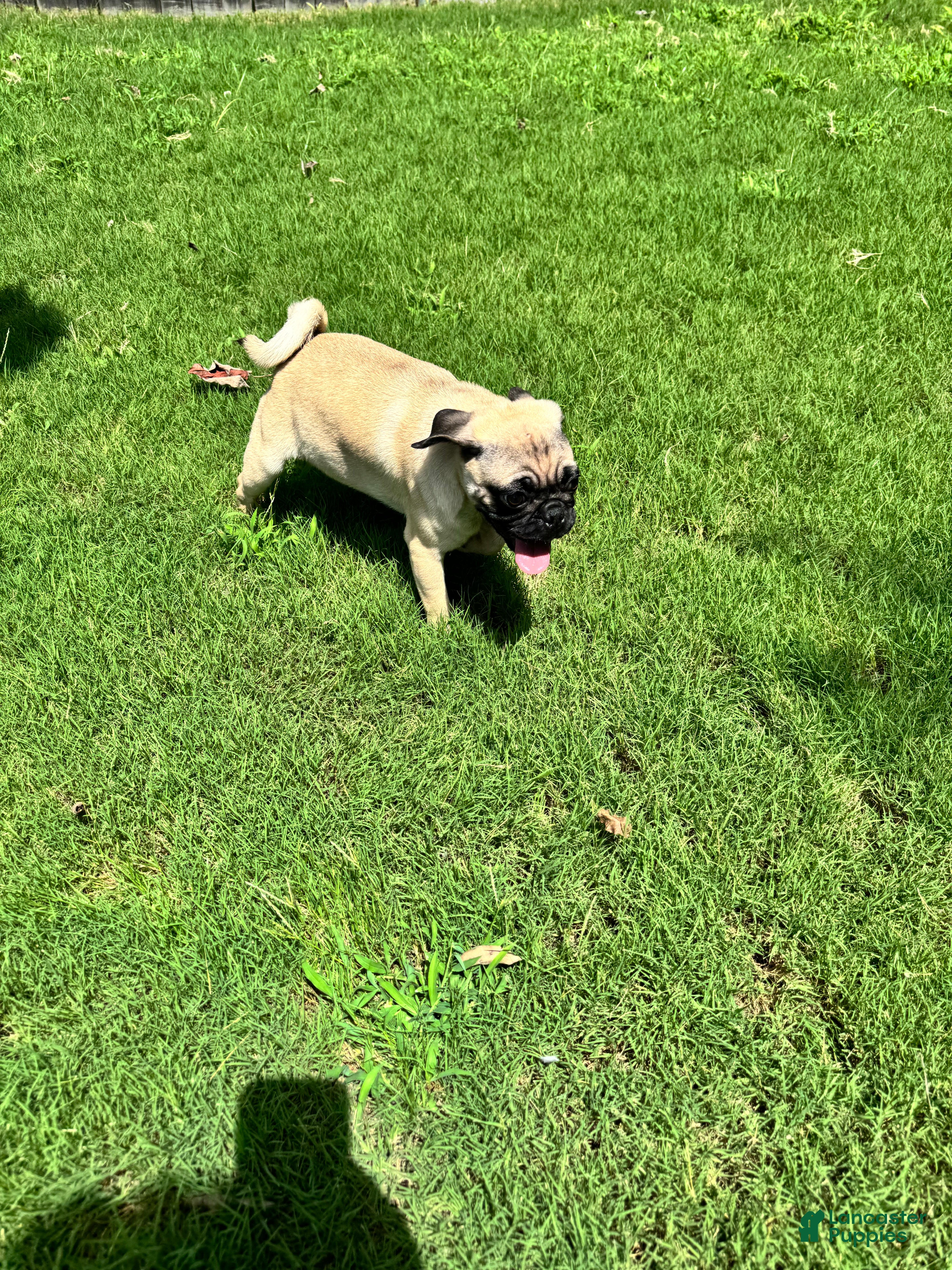 Pug dogs Leroy - Ad 2