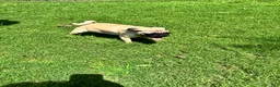 Pug dogs for sale: Leroy - Ad 2