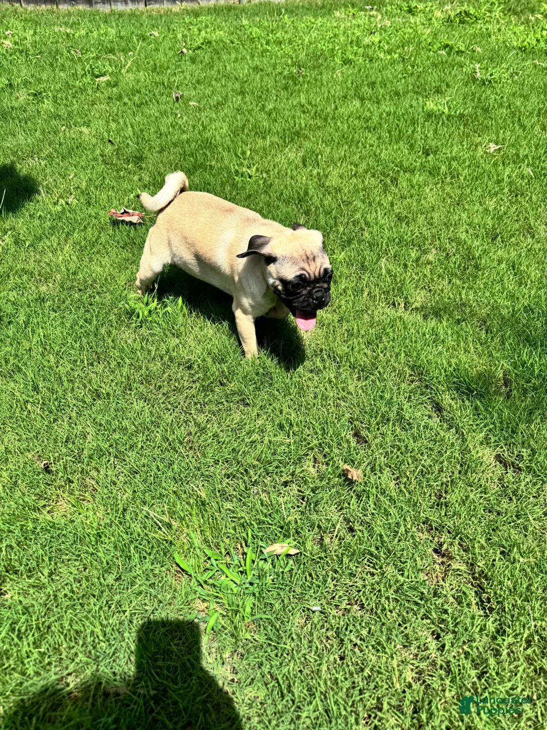 Pug dogs for sale: Leroy - Ad 2